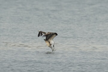 osprey is hunting a fish