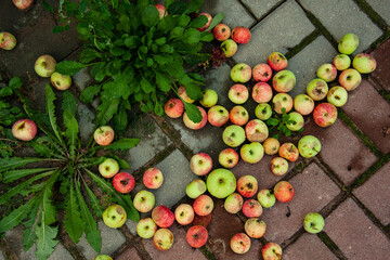 Fallen apples on the ground background. Different colors and conditions of the fruits. Ripe, unripe and rotten apples in the autumn season. Organic bio waste.