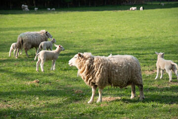 Fototapeta premium white sheep with lambs graze on green lawn on a natural forage for shearing wool