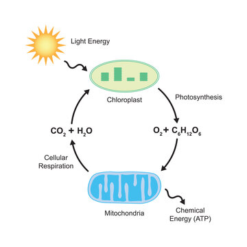 Scientific Designing of Photosynthesis and Cellular Respiration. Vector Illstration.