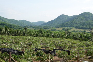 sugarcane farm