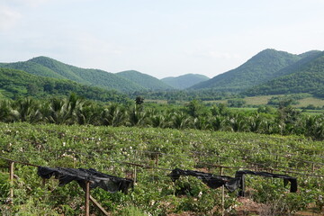 sugarcane farm