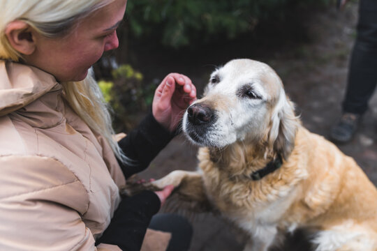 Old semi golden retriever closes his eyes, loves being pet, and gives a paw to caucasian young adult woman who is a charity worker. High quality photo