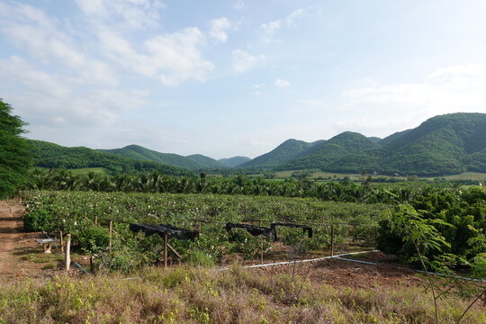 sugarcane farm
