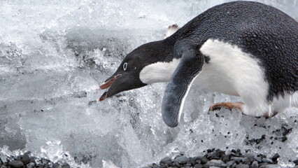 Adelie penguin (Pygoscelis adeliae) pecking at a chunk of ice at Brown Bluff, Antarctica © Angela