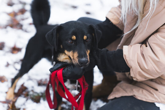Outdoor portrait of a medium small shelter dog with black and brown coat. Unrecognizable person holding red leash next to its chest. High quality photo