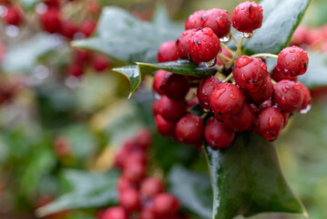 クリスマスホーリー（European holly）