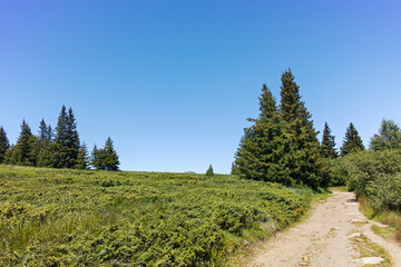 Summer landscape of Vitosha Mountain, Bulgaria