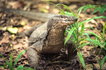 Monitor lizard at the Puerto Princesa Subterranean River National Park