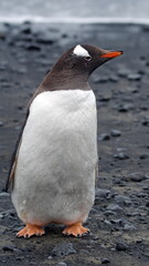 Fototapeta premium Gentoo penguin (Pygoscelis papua) at Brown Bluff, Antarctica