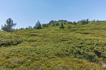 Summer landscape of Vitosha Mountain, Bulgaria