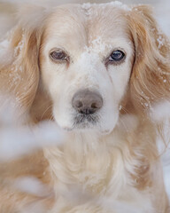 Portrait of cute golden cocker spaniel working dog in the snow