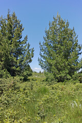 Summer landscape of Vitosha Mountain, Bulgaria