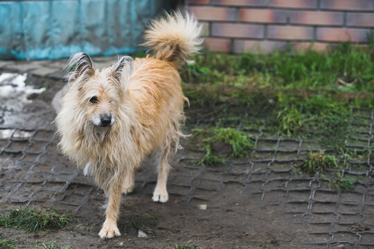 Old long-haired dog without one leg standing outside on his yard covered with ground and grass. Full-lenght outdoor mixed-breed dog at private dog shelter. High quality photo