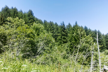 Summer landscape of Vitosha Mountain, Bulgaria