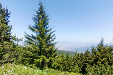 Fototapeta na wymiar Summer landscape of Vitosha Mountain, Bulgaria