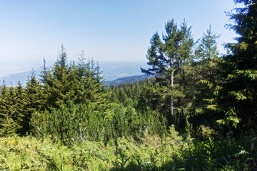 Summer landscape of Vitosha Mountain, Bulgaria