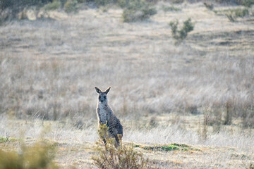 Wallaby, kangaroo in the snow
