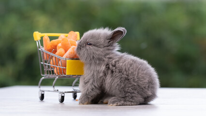 Lovely bunny easter fluffy baby  rabbit love to eat carrot holding shopping cart full of green...