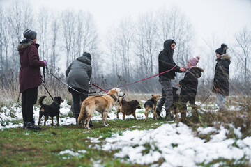 A group of positive volunteers dressed in warm coats during a walk with several shelter dogs....