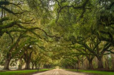 Fototapeta premium Plantation in Charleston, South Carolina