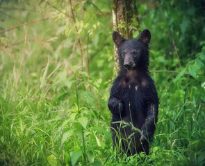 Obraz na płótnie Canvas Black bear cub in Smoky Mountains, Tennessee