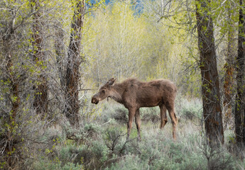 A moose at Grand Teton National Park, Wyoming