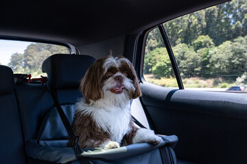 1 year old shih tzu traveling by car in safety seat on a sunny day.