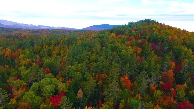 Aerial across hills and mountains of peak fall forests with road winding through