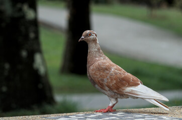 Pigeon on a cement bench.