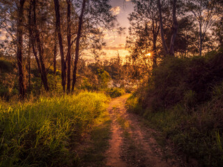 Dirt Road Lined by Trees in Afternoon Light