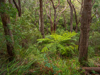 Fototapeta na wymiar Australian Bush Scene with Trees and Ferns