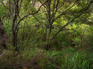 Australian Bush Scene with Trees and Ferns