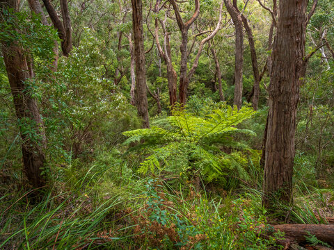 Australian Bush Scene with Trees and Ferns © Kevin