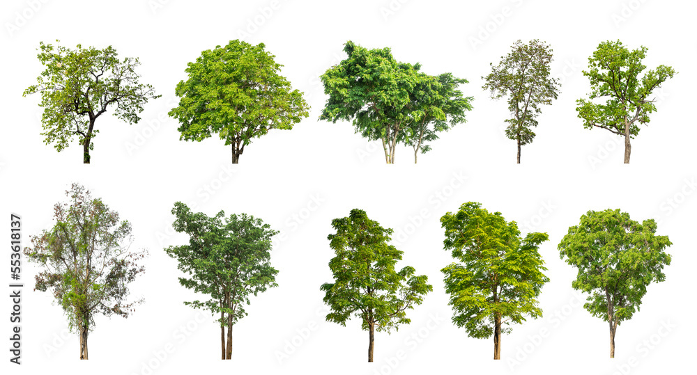 Poster collection of green trees isolated on transparent background. for easy selection of designs.
