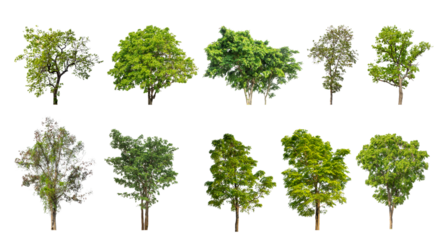 Collection of green trees isolated on transparent background. for easy selection of designs.