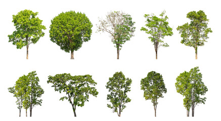 Collection of green trees isolated on transparent background. for easy selection of designs.