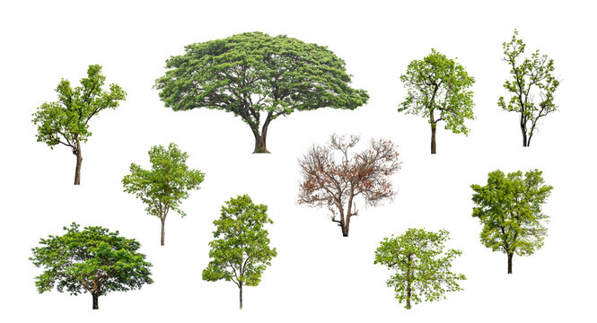 Collection of green trees isolated on transparent background. for easy selection of designs.