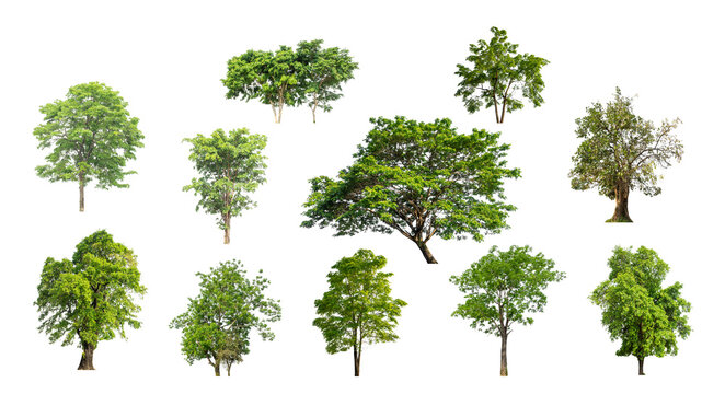 Fototapeta Collection of green trees isolated on transparent background. for easy selection of designs.