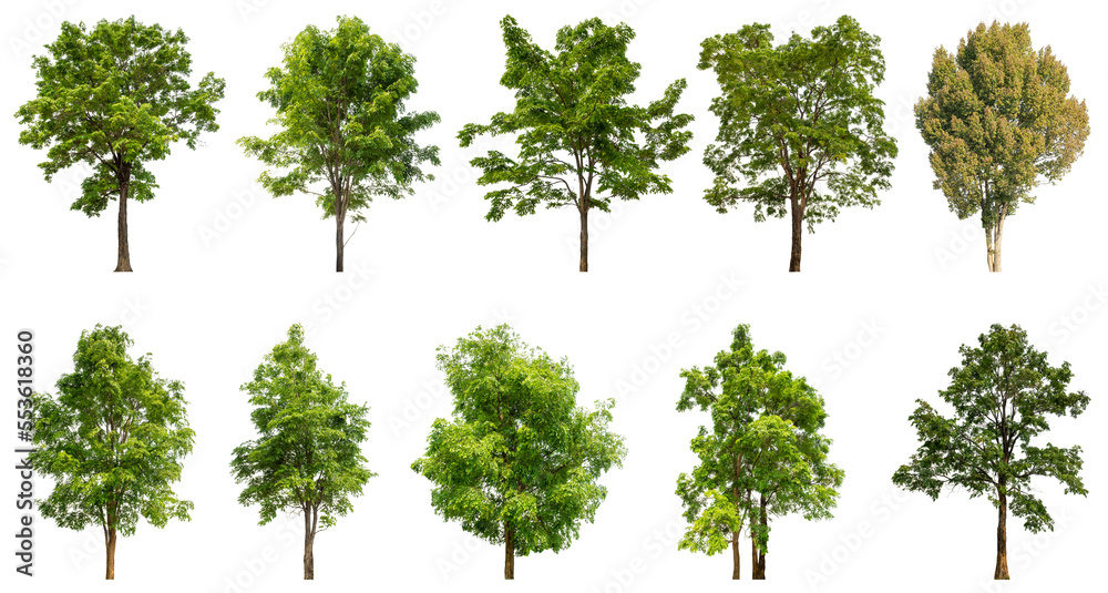Poster collection of green trees isolated on transparent background. for easy selection of designs.