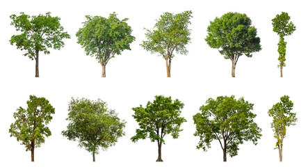 Collection of green trees isolated on transparent background. for easy selection of designs.