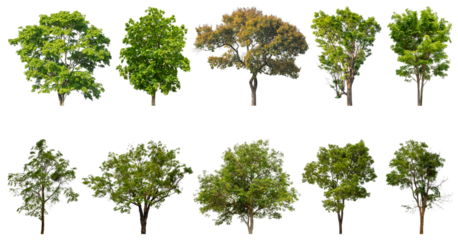 Collection of green trees isolated on transparent background. for easy selection of designs.