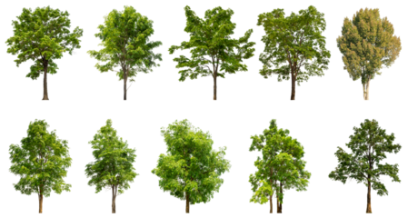 Collection of green trees isolated on transparent background. for easy selection of designs.
