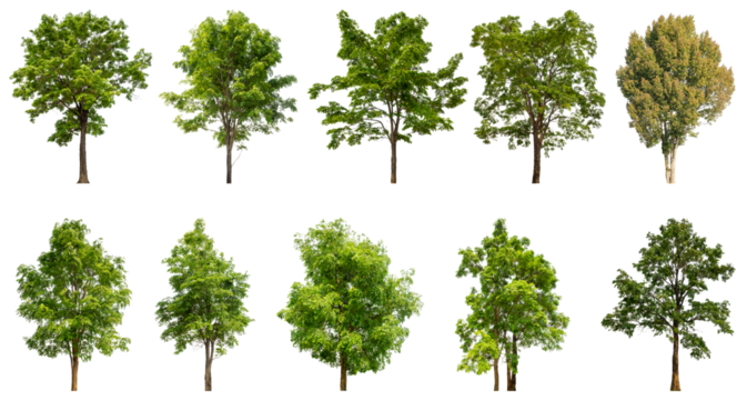 Collection of green trees isolated on transparent background. for easy selection of designs.