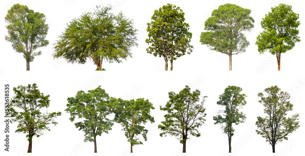 Poster collection of green trees isolated on transparent background. for easy selection of designs.