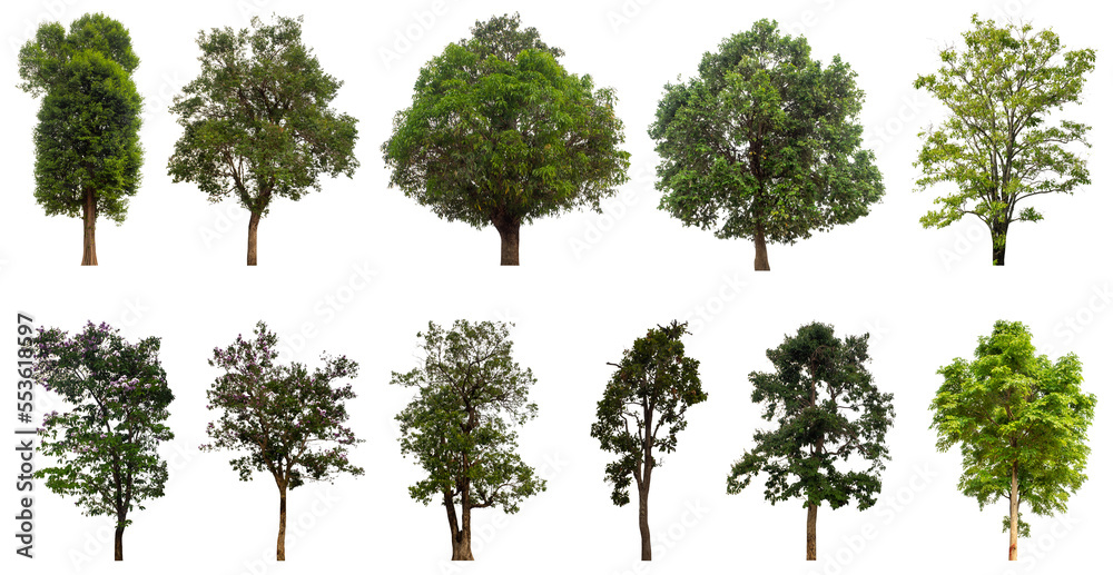 Poster Collection of green trees isolated on transparent background. for easy selection of designs.