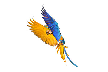 Colorful Blue and gold macaw parrot flying isolated on transparent background.