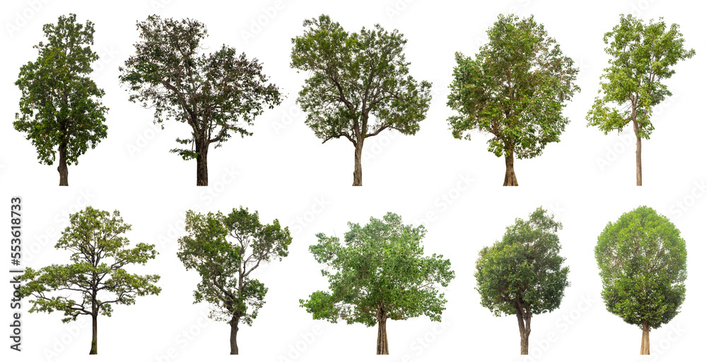 Poster Collection of green trees isolated on transparent background. for easy selection of designs.