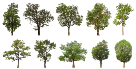 Collection of green trees isolated on transparent background. for easy selection of designs.