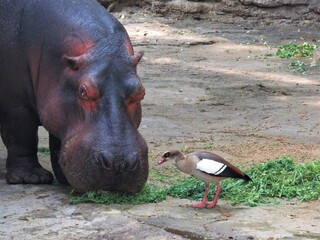 hippopotamus in zoo with a duck